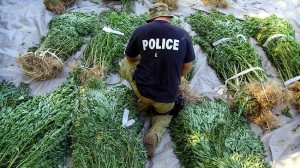 MARIJUANA COP IN FIELD