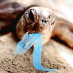 Bag banners conjured this image to sell idea sea mammals eat plastic bags, a claim which has been debunked. 