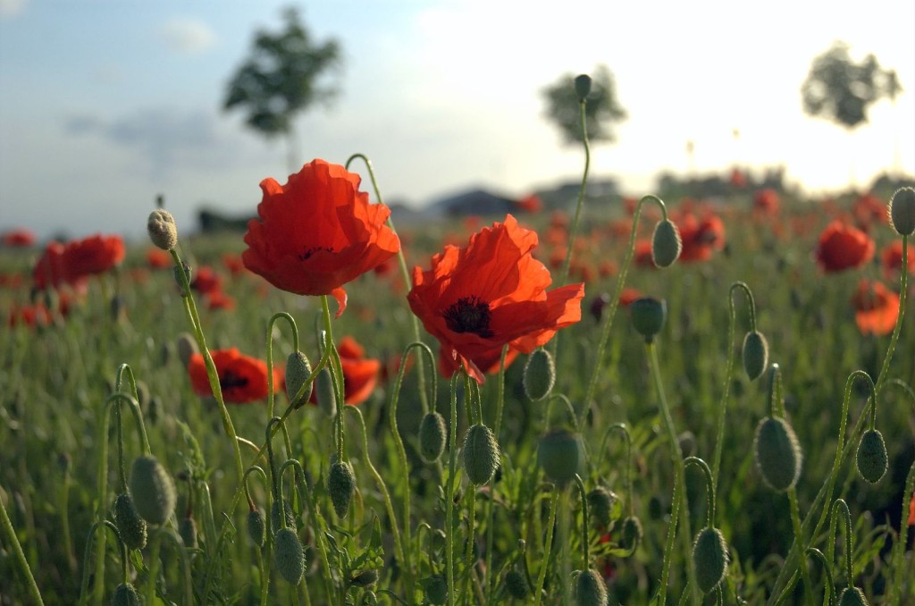 flanders field